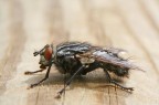 una mosca