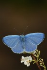 Licenide