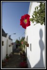 Backstreet flowers 2