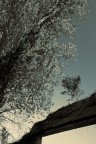 Alberi 04