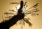 alberi