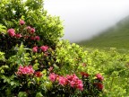 Rododendri