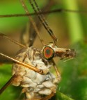 Una zanzara piena di muscoli. Avete mai guardato cosi da vicino?