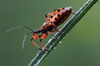 Rhinocoris iracundus