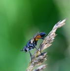 stranamosca