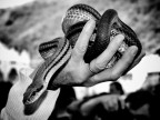 Snake