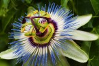 Stranissimo fiore
