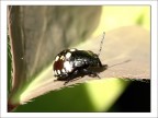 Strana coccinella