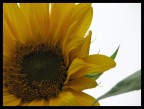 Girasole