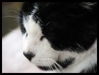 Miao
