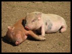 Dormiglioni