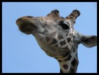 Giraffa