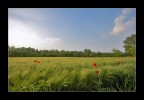 E' primavera