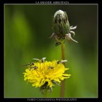la grande abbuffata