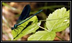 Libellula immortalata al parco del ticino