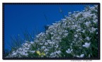 Cuscino Bianco