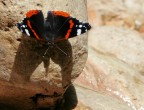 Farfalla