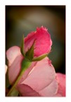 Rose.............