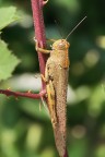 Grasshoper