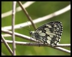 farfalla