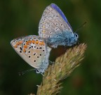 la coppia