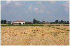 il grano dopo un temporale
