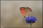 sul viola..