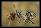 Papilio macaon