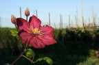 Fiore viola