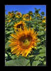 Girasoli