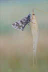 Farfalla