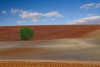 LA QUERCIA SOLITARIA