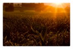 forte controluce