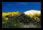 ginestra