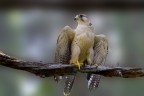 Falco