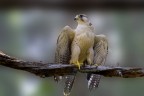 Fotografato stamattina nel "centro di scienze naturali" dove li curano e poi li lasciano andare.
 il falco pellegrino?