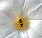 Mega subwoofer per insetti sordi Mega subwoofer per insetti sordi