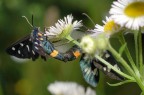 Butterfly on work