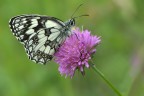 Melanargia