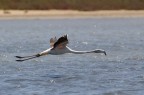 [Fenicottero] rosa in volo