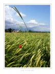 Where the rain grows