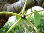 La natura di prima...mano