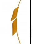 Vela