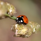 un'altra cocci