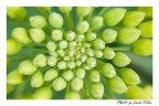 Particolari