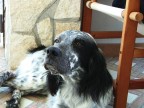 poldo  il cane che un bel giorno ha deciso di farsi adottare da mio zio lungo una delle sue quotidiane passeggiate nei dintorni di ponte cirio (CE)