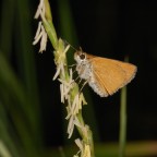 Farfalla