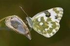 Pontia Edusa