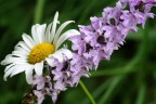 compo di 2 fiori