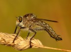 Fly Robber 2